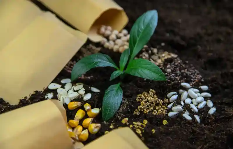 What Is Global Food Security and Why Is It Important?